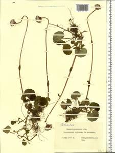 Homogyne alpina (L.) Cass., Eastern Europe, West Ukrainian region (E13) (Ukraine)