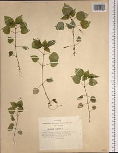 Circaea alpina L., Siberia, Altai & Sayany Mountains (S2) (Russia)