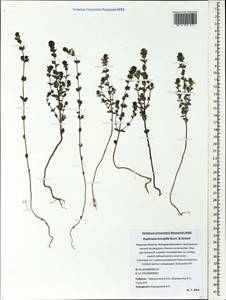 Euphrasia × vernalis List, Eastern Europe, North-Western region (E2) (Russia)