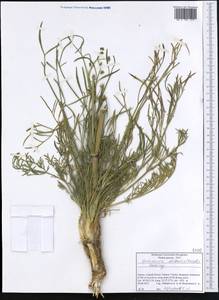 Johrenia distans (Griseb.) Halácsy, Western Europe (EUR) (Greece)