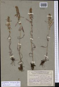 Omalotheca norvegica (Gunnerus) Sch. Bip. & F. W. Schultz, Siberia, Altai & Sayany Mountains (S2) (Russia)