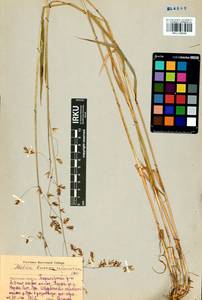 Melica turczaninowiana Ohwi, Siberia, Baikal & Transbaikal region (S4) (Russia)