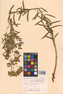 Euphorbia virgata Waldst. & Kit., Eastern Europe, Lower Volga region (E9) (Russia)