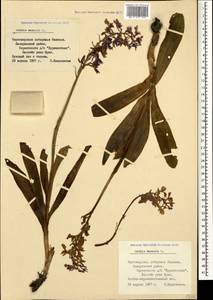 Orchis mascula (L.) L., Caucasus, Black Sea Shore (from Novorossiysk to Adler) (K3) (Russia)