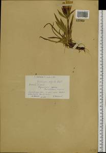 Gentiana algida Pall., Siberia, Western (Kazakhstan) Altai Mountains (S2a) (Kazakhstan)