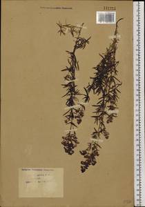 Galium boreale L., Siberia, Baikal & Transbaikal region (S4) (Russia)