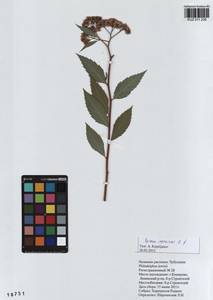 Spiraea japonica L. fil., Siberia, Altai & Sayany Mountains (S2) (Russia)