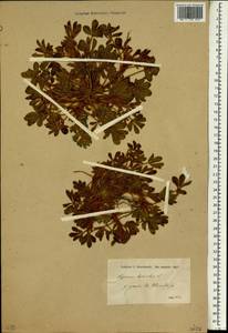 Lupinus micranthus Guss., South Asia, South Asia (Asia outside ex-Soviet states and Mongolia) (ASIA) (Turkey)