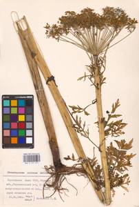 Pleurospermum uralense Hoffm., Eastern Europe, Eastern region (E10) (Russia)