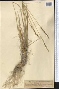 Kengyilia batalinii (Krasn.) J.L.Yang, C.Yen & B.R.Baum, Middle Asia, Northern & Central Tian Shan (M4) (Kazakhstan)