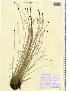 Schoenus ferrugineus L., Eastern Europe, Middle Volga region (E8) (Russia)