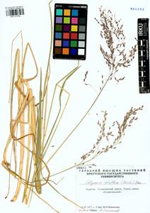 Glyceria lithuanica (Gorski) Gorski, Siberia, Baikal & Transbaikal region (S4) (Russia)