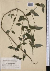 Clinopodium vulgare L., Western Europe (EUR) (Czech Republic)