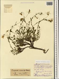 Campanula bellidifolia, Caucasus, North Ossetia, Ingushetia & Chechnya (K1c) (Russia)