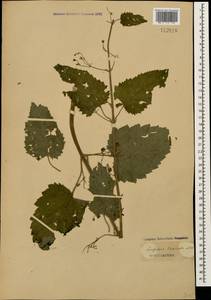 Scrophularia divaricata Ledeb., Caucasus, Azerbaijan (K6) (Azerbaijan)