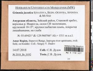 Grimmia jacutica Ignatova, Bedn.-Ochyra, Afonina & J. Muñoz, Bryophytes, Bryophytes - Russian Far East (excl. Chukotka & Kamchatka) (B20) (Russia)