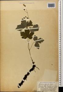 Geranium gracile Ledeb. in Nordm., Caucasus, Abkhazia (K4a) (Abkhazia)