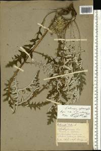 Echinops sphaerocephalus L., Eastern Europe, Eastern region (E10) (Russia)