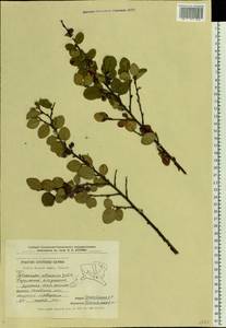 Cotoneaster alaunicus Golitsin, Eastern Europe, Central forest-and-steppe region (E6) (Russia)