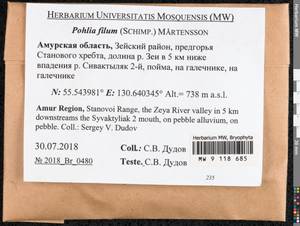Pohlia filum (Schimp.) Mårtensson, Bryophytes, Bryophytes - Russian Far East (excl. Chukotka & Kamchatka) (B20) (Russia)