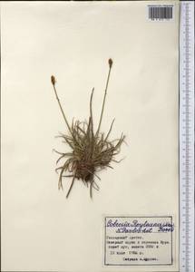 Carex kokanica (Regel) S.R.Zhang, Middle Asia, Pamir & Pamiro-Alai (M2) (Tajikistan)