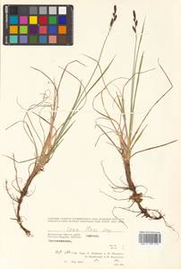 Carex aquatilis var. minor Boott, Siberia, Chukotka & Kamchatka (S7) (Russia)