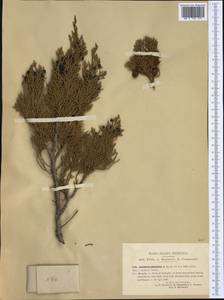 Juniperus phoenicea L., Western Europe (EUR) (Italy)