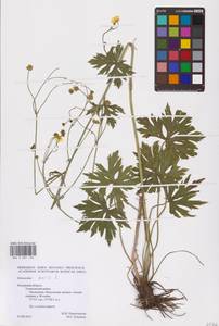 Ranunculus acris L., Eastern Europe, Central region (E4) (Russia)