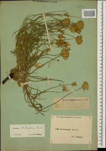 Gelasia biebersteinii (Lipsch.) Zaika, Sukhor. & N. Kilian, Caucasus, Dagestan (K2) (Russia)