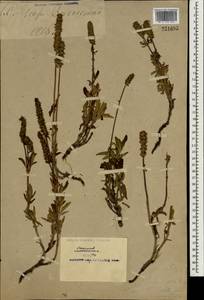 Lamiaceae, South Asia, South Asia (Asia outside ex-Soviet states and Mongolia) (ASIA) (China)