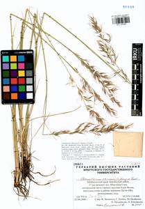 Achnatherum sibiricum (L.) Keng ex Tzvelev, Siberia, Baikal & Transbaikal region (S4) (Russia)