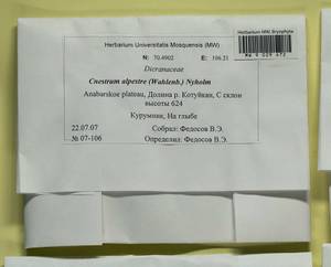 Cnestrum alpestre (Wahlenb.) Nyholm, Bryophytes, Bryophytes - Krasnoyarsk Krai, Tyva & Khakassia (B17) (Russia)