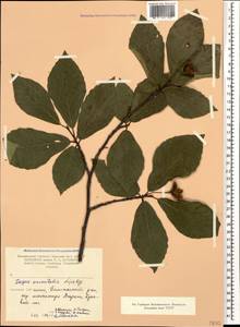 Fagus orientalis Lipsky, Caucasus, Armenia (K5) (Armenia)