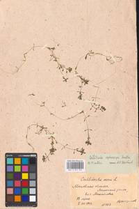 Callitriche cophocarpa Sendtn., Eastern Europe, Moscow region (E4a) (Russia)