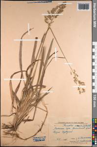 Anthoxanthum nitens (Weber) Y.Schouten & Veldkamp, Siberia, Altai & Sayany Mountains (S2) (Russia)