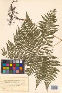 Athyrium spinulosum (Maxim.) Milde, Siberia, Russian Far East (S6) (Russia)