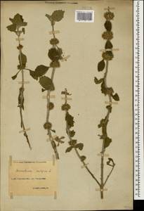 Marrubium vulgare L., Caucasus, North Ossetia, Ingushetia & Chechnya (K1c) (Russia)