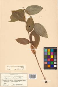 Disporum viridescens (Maxim.) Nakai, Siberia, Russian Far East (S6) (Russia)