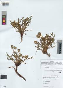 Taraxacum officinale Weber ex Wiggins, Siberia, Altai & Sayany Mountains (S2) (Russia)