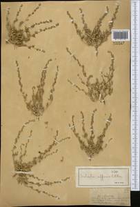 Pyankovia affinis (C. A. Mey. ex Schrenk) Mosyakin & Roalson, Middle Asia, Dzungarian Alatau & Tarbagatai (M5) (Kazakhstan)