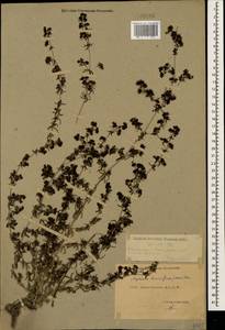 Galium humifusum M.Bieb., Caucasus, Dagestan (K2) (Russia)