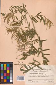 Galega officinalis L., Eastern Europe (no precise locality) (E0)