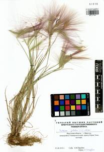 Hordeum jubatum L., Siberia, Baikal & Transbaikal region (S4) (Russia)