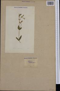 Atocion armeria (L.) Raf., Western Europe (EUR) (Switzerland)