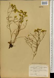 Limonium aureum (L.) Chaz., Mongolia (MONG) (Mongolia)