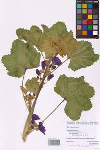 Malva sylvestris var. mauritiana (L.) Boiss., Eastern Europe, Central region (E4) (Russia)