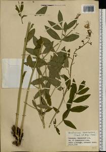 Dictamnus albus var. caucasicus (Fisch. & C. A. Mey.) Rouy & Foucaud, Eastern Europe, Eastern region (E10) (Russia)