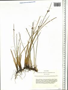 Juncus arcticus Willd., Siberia, Altai & Sayany Mountains (S2) (Russia)