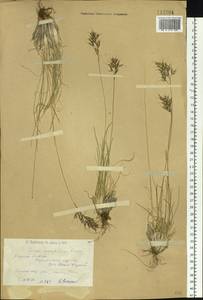 Helictotrichon mongolicum (Roshev.) Henrard, Siberia, Western (Kazakhstan) Altai Mountains (S2a) (Kazakhstan)