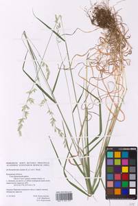 Arrhenatherum elatius (L.) P.Beauv. ex J.Presl & C.Presl, Eastern Europe, Central region (E4) (Russia)